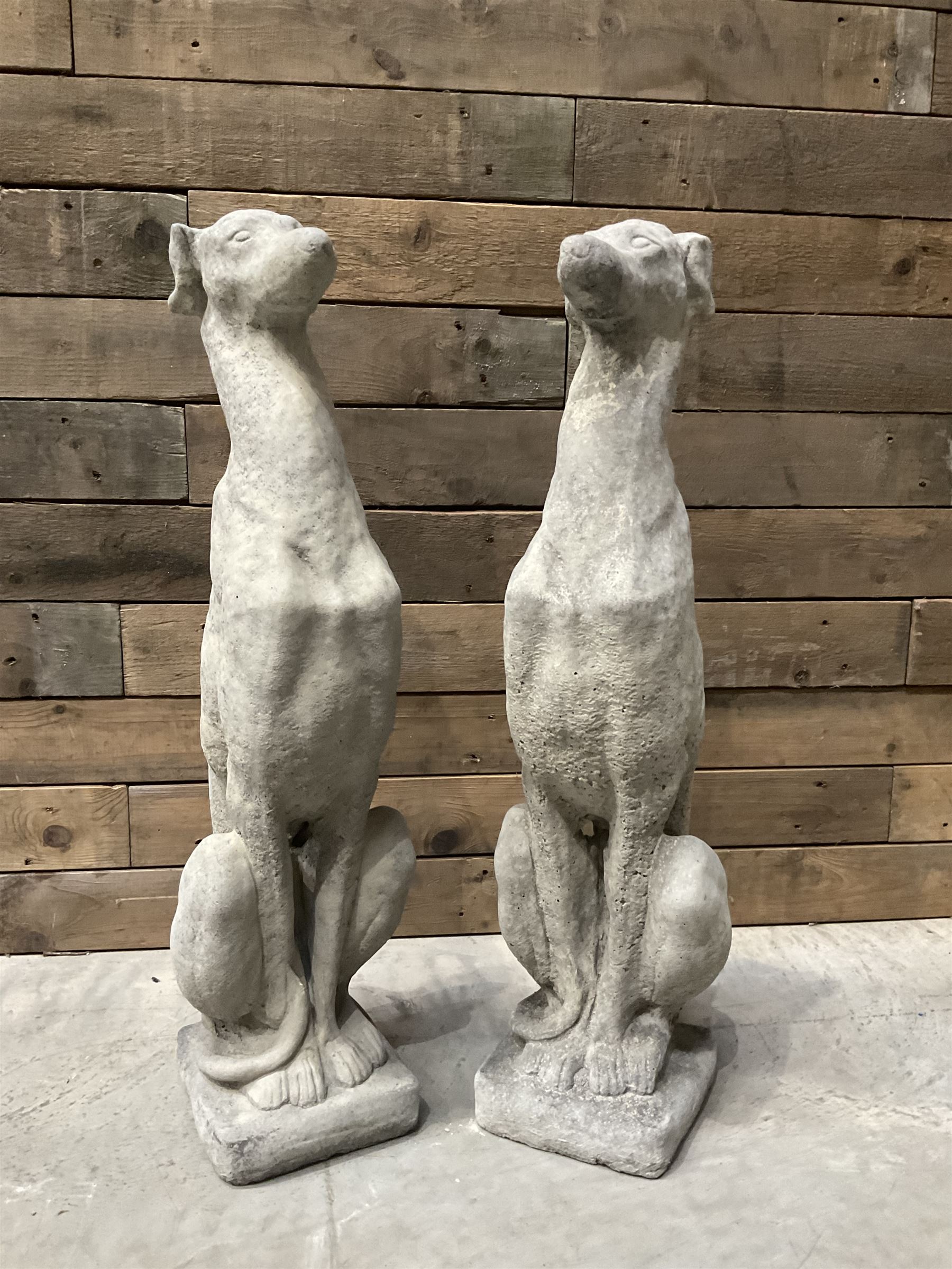 Pair of cast stone seated greyhounds, on square plinth base