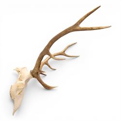 Antlers/Horns - Pair of Red Deer (Cervus elaphus) antlers on skull, H100cm