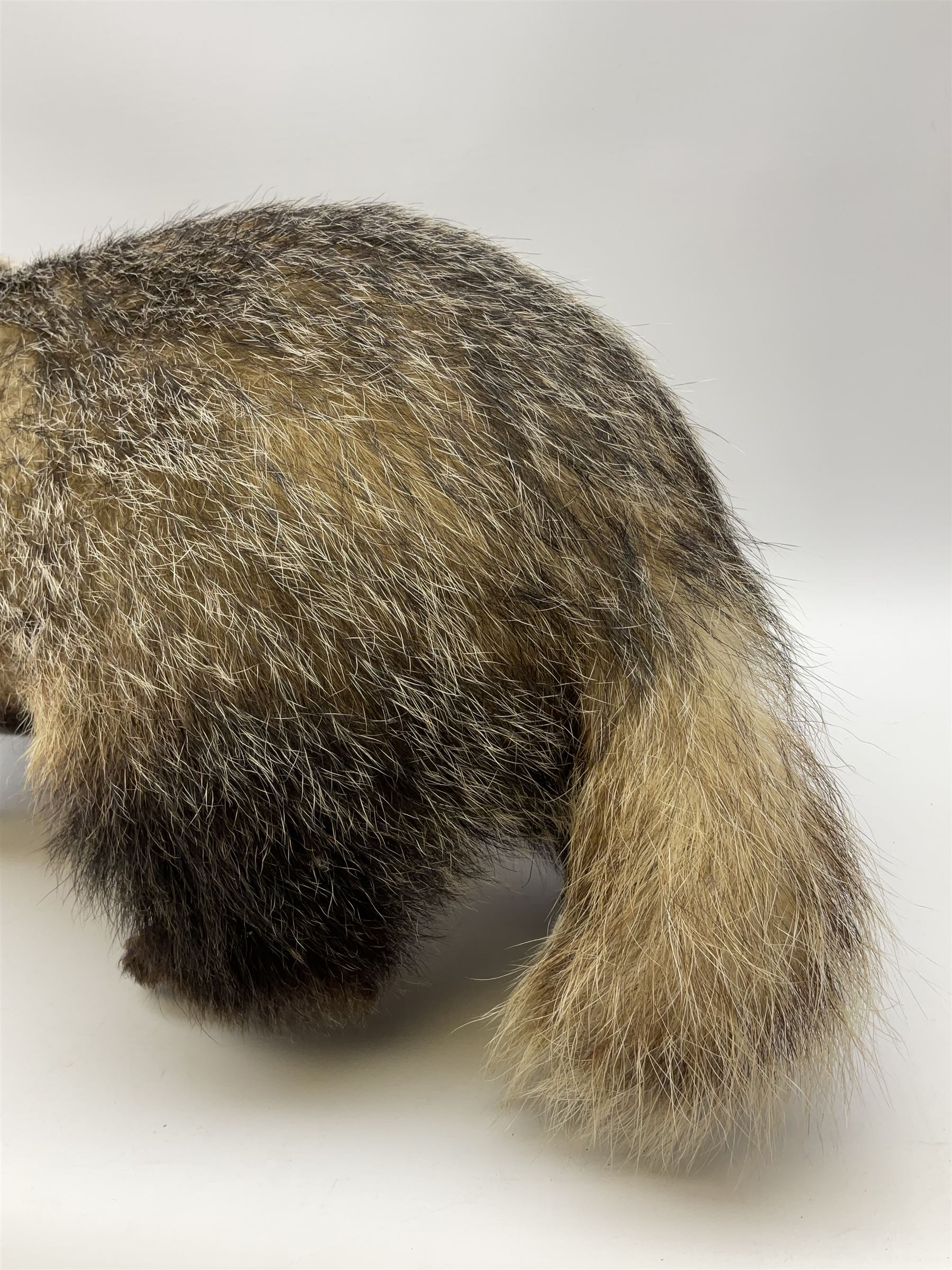 Taxidermy: European badger (Meles meles) full mount in walking position L82cm. 