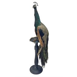 Taxidermy: Indian Peacock (Pavo cristatus), full mount adult cock bird facing forward, wit...