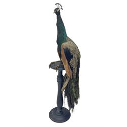  Taxidermy: Indian Peacock (Pavo cristatus), full mount adult cock bird facing forward, with tail hanging below, mounted upon an ebonised plinth, H140cm