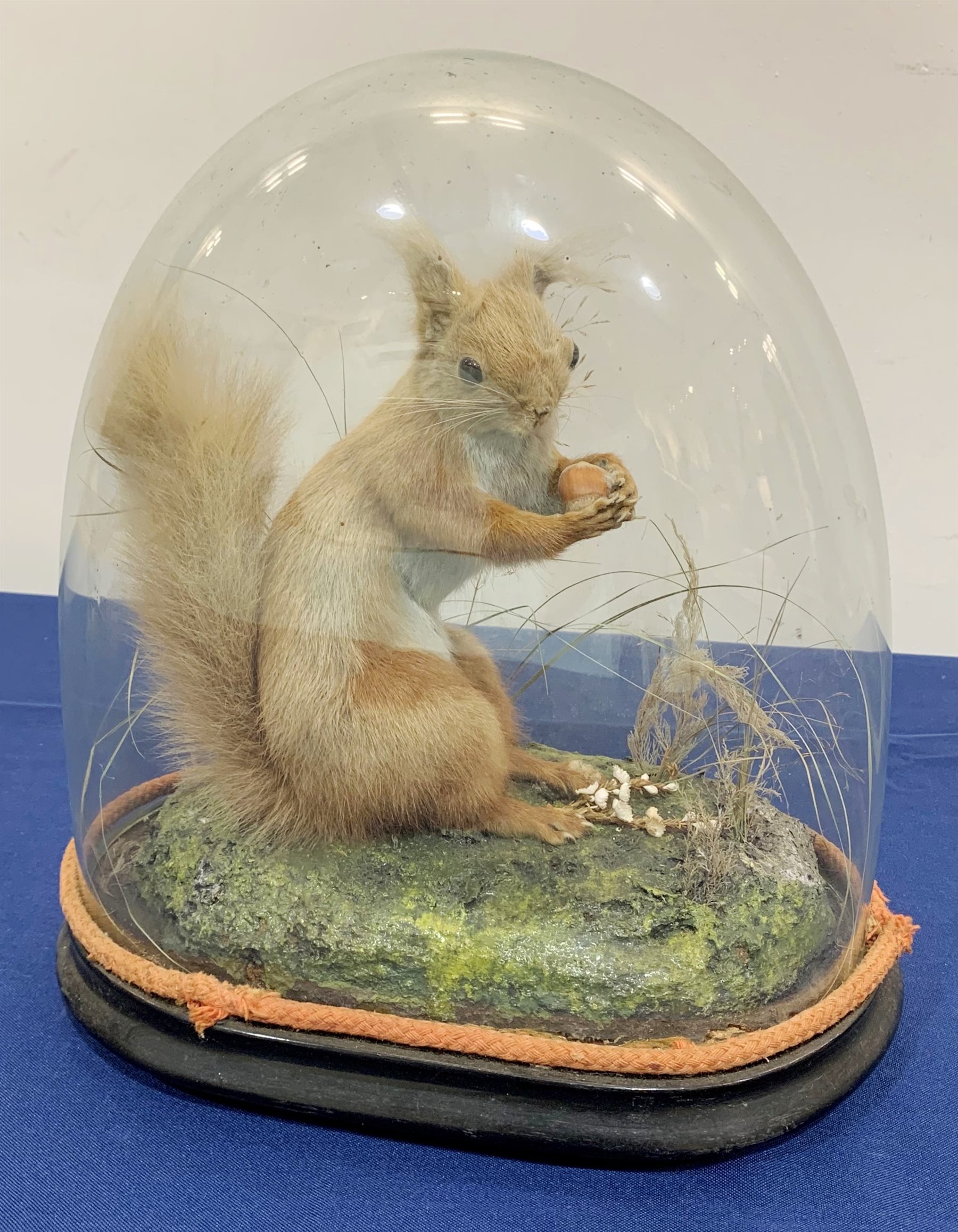 Taxidermy: A Victorian cased Red Squirrel (Sciurus vulgaris), full mount holding a hazelnut, upon naturalistic ground with grass, under glass dome, H31cm
