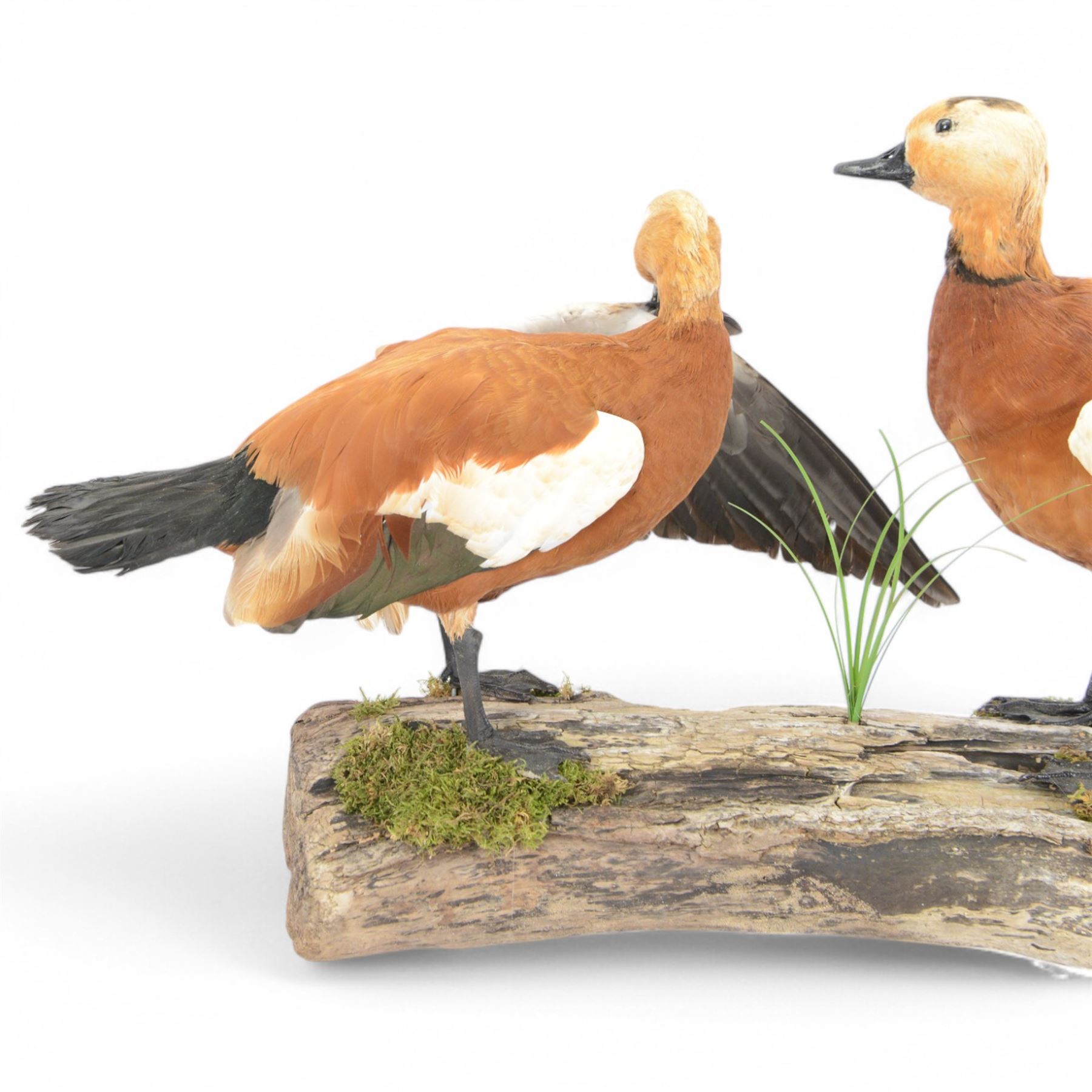 Taxidermy: Pair of Ruddy Shelducks (Tadorna ferruginea), a pair of full adult mounts, stood upon wooden logs with moss, H48cm, L80cm