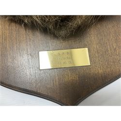 Taxidermy: Red Deer (Cervus elaphus), adult male imperial stag shoulder mount looking straight ahead, eleven point antlers, mounted upon a shaped wooden shield, D65cm