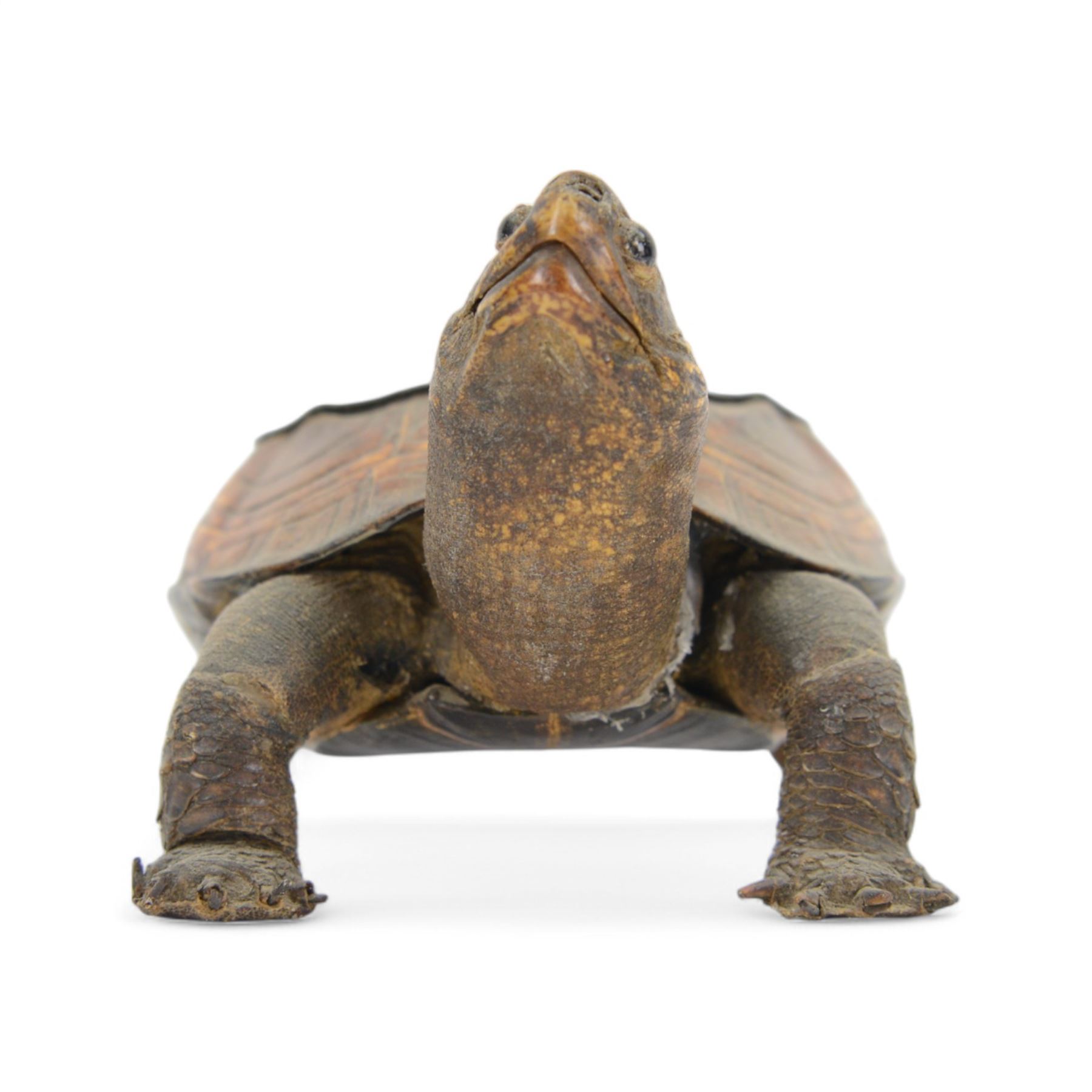 Taxidermy; Victorian novelty terrapin (Malaclemys terrapin) ashtray, together with another taxidermy terrapin, ashtray H8cm
