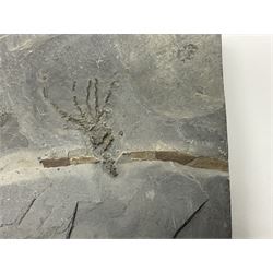 Two Crinoid slabs, age; Mississippian period, location; Gilmore City Formation, Iowa, largest slab H9cm, L10cm