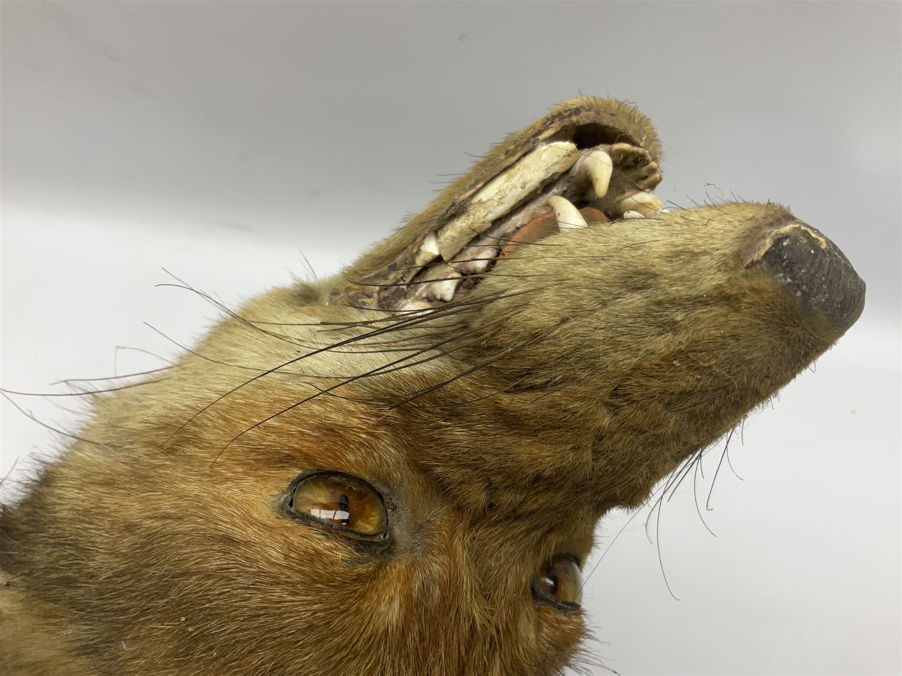 Taxidermy; Red fox mask (Vulpes vulpes), with mouth agape bearing teeth and ears back, mounted upon oak shield