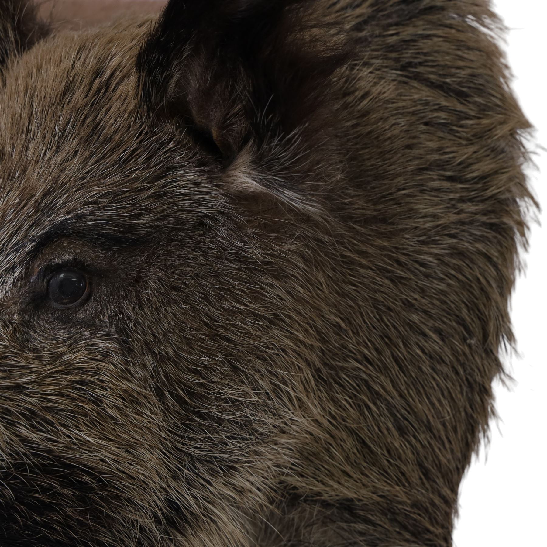 Taxidermy: A European Wild Boar (Sus scrofa), adult neck mount looking straight ahead, 50cm from wall