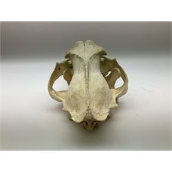 Taxidermy: Lion (Panthera leo), skull L34cm. 