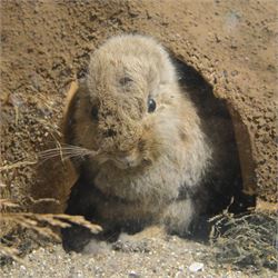 Taxidermy: cased diorama of Red Fox (Vulpes vulpes), full mount adult fox in stalking pose, crouched upon a large painted faux rock ledge above a hidden cowering rabbit and stout below, enclosed within ebonised single glass display case, H62cm, L125cm, D37cm