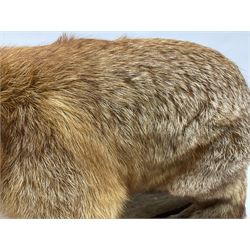 Taxidermy:  Red Fox (Vulpes vulpes), full adult mount stood upon a dry tree root and mounted on a wooden plinth, H50cm