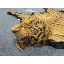  Taxidermy: Indian Tiger skin (Panthera tigris tigris), circa 1940, head mount with inset glass eyes and claws with hessian trim and khaki canvas backing, by Van Ingen & Van Ingen of Mysore, L260cm x W200cm   