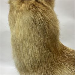 Taxidermy: European Red Fox (Vulpes vulpes), full mount adult on open display with standing alert with ears forward front paw raised, upon a naturalist base, H62cm, L78cm