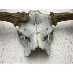 Antlers/Horns:Set of European Moose Antlers (Alces alces), a large set of adult bull Moose antlers on upper skull, widest span 114cm