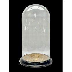 Large glass dome, upon a ebonised circul