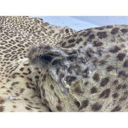 Taxidermy: Early 20th century Indian leopard (Panthera pardus fusca), adult skin rug with head mount, mouth agape, with limbs outstretched, nose to tail L156cm