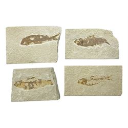 Four fossilised fish (Knightia alta) each in an individual matrix, age; Eocene period, location; Green River Formation, Wyoming, USA, largest matrix H7cm, L9cm