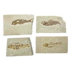  Four fossilised fish (Knightia alta) each in an individual matrix, age; Eocene period, location; Green River Formation, Wyoming, USA, largest matrix H7cm, L9cm