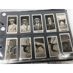  Album of sporting interest cigarette cards, part sets and odds including Ardath football teams and players, Ogdens greyhound racing etc and sixty five 'Topical Times' footballers  