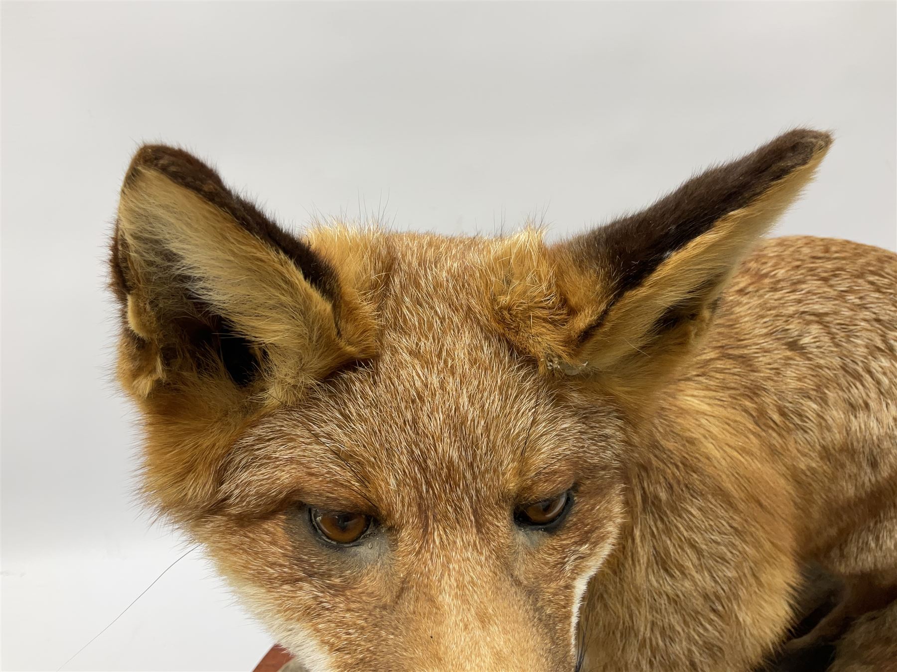 Taxidermy:  Red Fox (Vulpes vulpes), full adult mount stood upon a dry tree root and mounted on a wooden plinth, H50cm