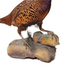 Taxidermy - Moorhen (Gallinula Chloropus), adult mount on naturalistic driftwood base, including base H32cm; Common Pheasant (Phasianus Colchicus), adult male mount on naturalistic base, including base H43cm (2)