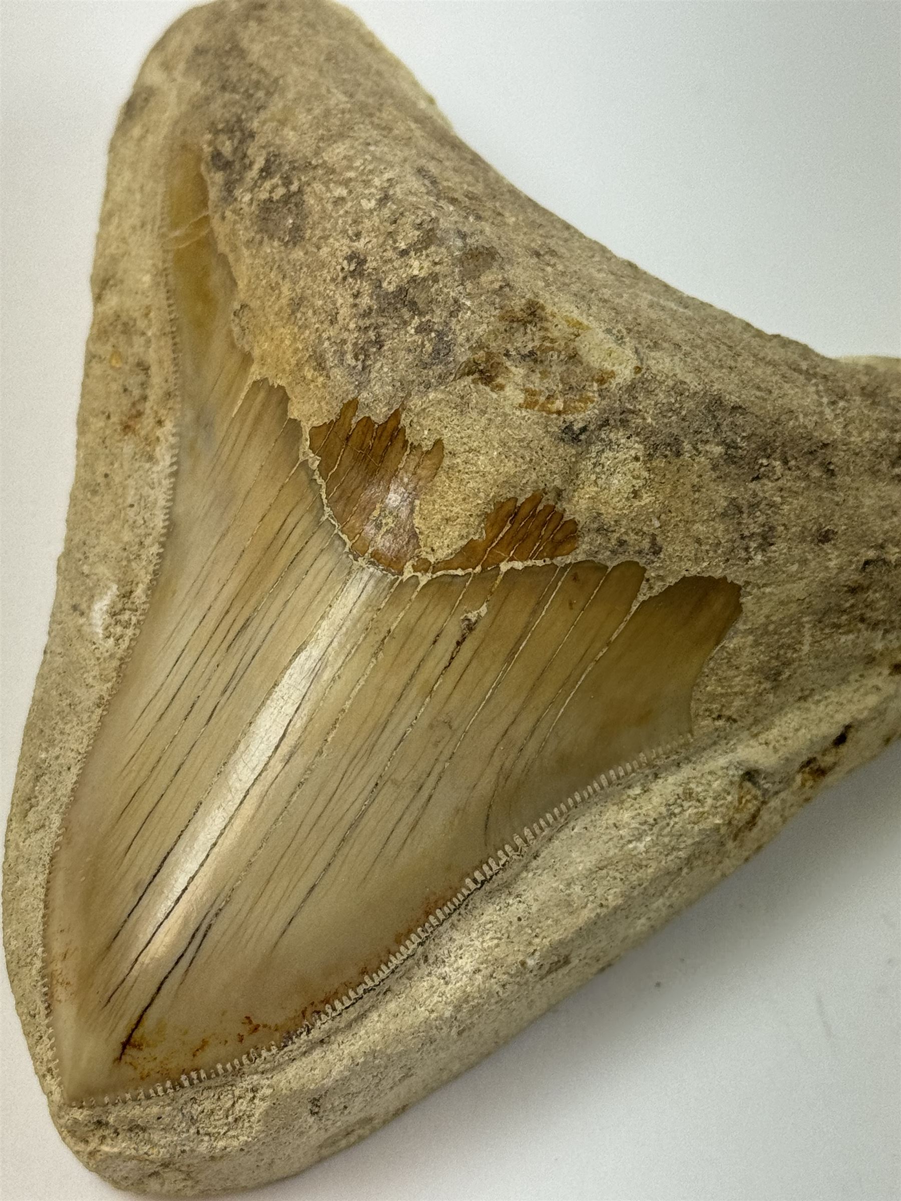 Large Megalodon (Otodus Megalodon) tooth fossil, with fine serrations in a matrix, age; Miocene period location; Java, Indonesia, H10cm, W11cm 
Notes; Believed to have grown as large as 18 metres, the Megalodon was the largest shark and one of the most dominant marine predators ever to have existed. It roamed the ancient seas for around 20 million years until their extinction around 3.6 million years ago. Megalodon teeth vary in colour and ton. influenced and coloured over the millennia by the conditions in which they are preserved