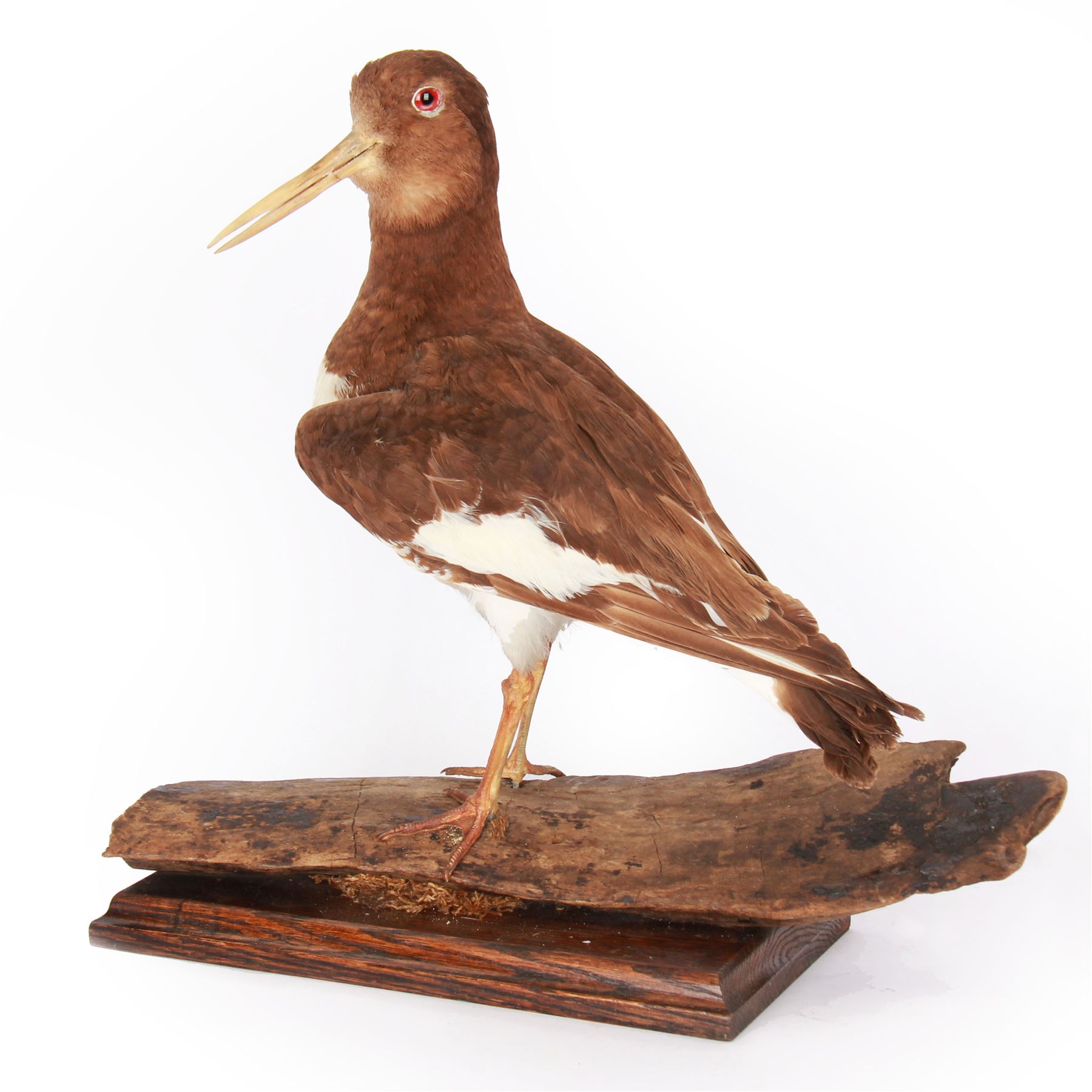 Taxidermy; Oystercatcher (Haematopus ostralegus), stoop upon driftwood upon a stepped wooden base, H35cm 
