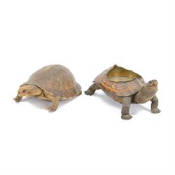 Taxidermy; Victorian novelty terrapin (Malaclemys terrapin) ashtray, together with another taxidermy terrapin, ashtray H8cm