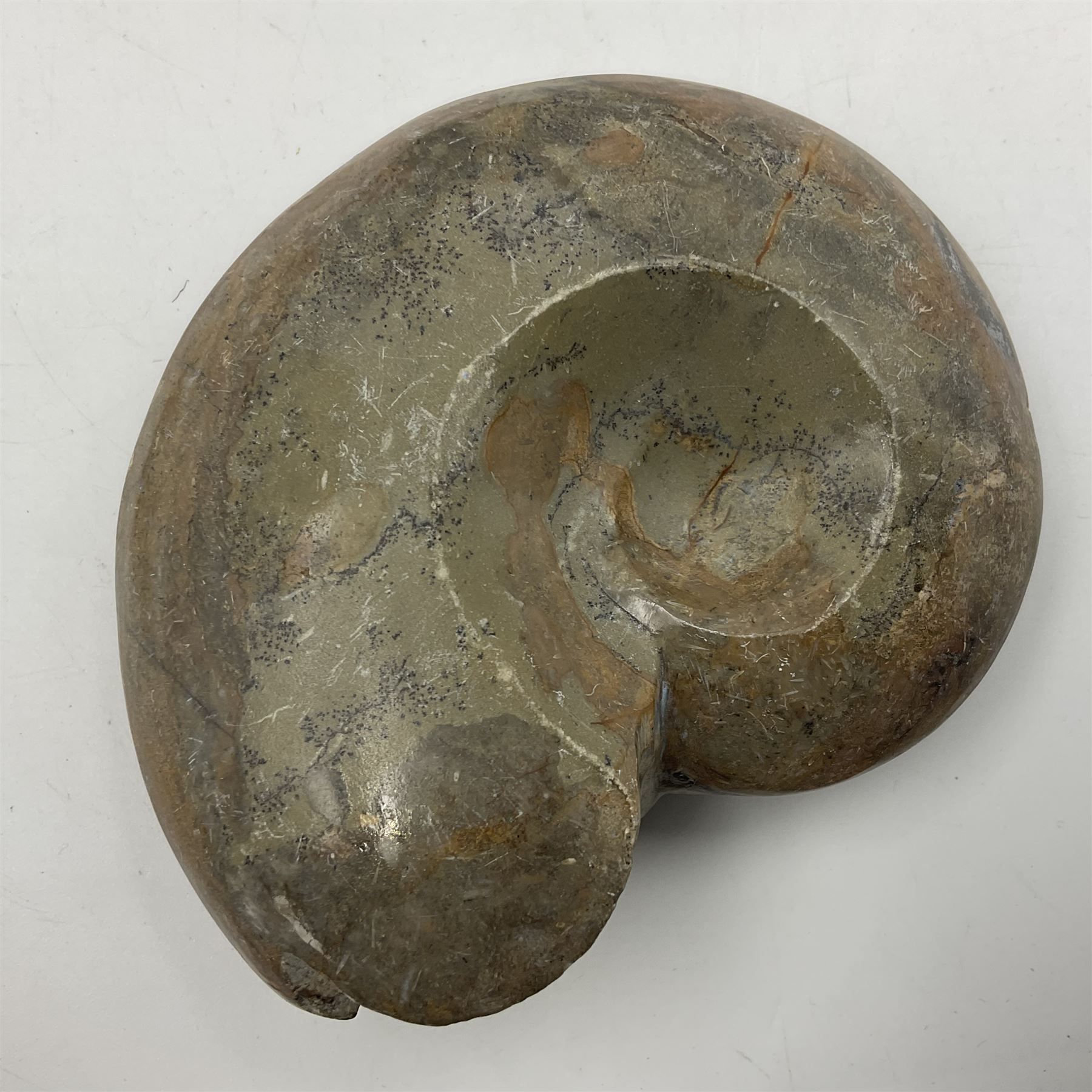 Two polished goniatites, age Devonian period, location Morocco and one polished Nautilus, age Devonian period, location Madagascar, largest D10cm  