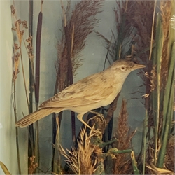 Taxidermy: Victorian cased pair of Warblers, in naturalistic setting with bird’s nest, long and short grasses, reeds, and moss, set against a painted light blue backdrop, encased within an ebonised single pane display case, H46cm L48cm D17.5cm 