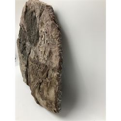 Crinoid sea bed plaque, with two crinoid specimens, probably Scyphocrinites elegans from the Silurian period, H39cm, L61cm