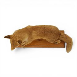Taxidermy - Fox (Vulpes vulpes), full male adult mount on open display, with raise paw, upon wooden base, base W70cm