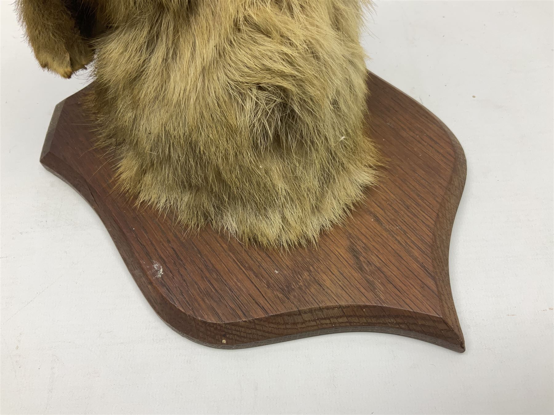 Taxidermy; Red fox mask (Vulpes vulpes), with mouth agape bearing teeth and ears back, mounted upon oak shield