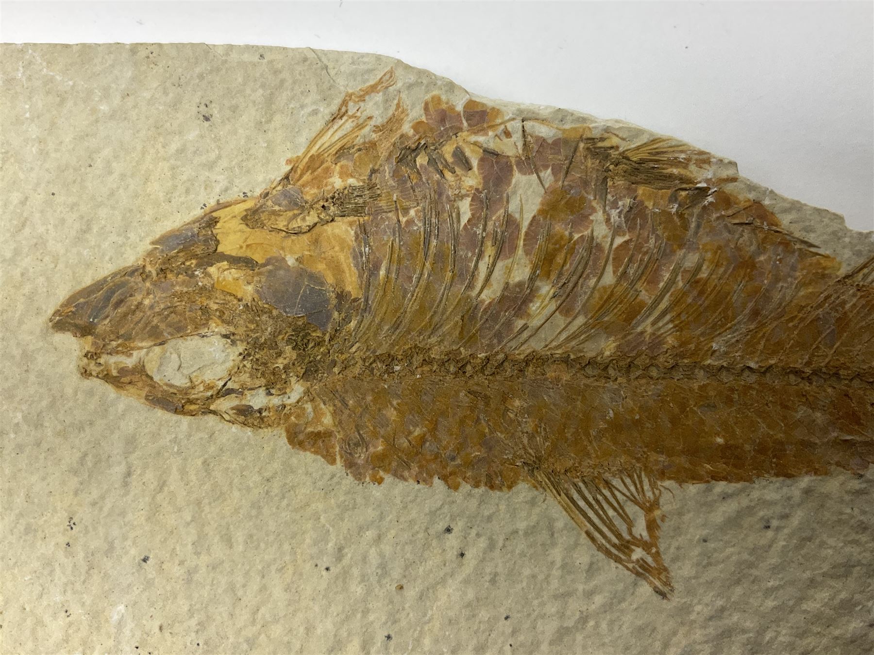 Three fossilised fish (Knightia alta) each in an individual matrix, age; Eocene period, location; Green River Formation, Wyoming, USA, largest matrix H9cm, L15cm