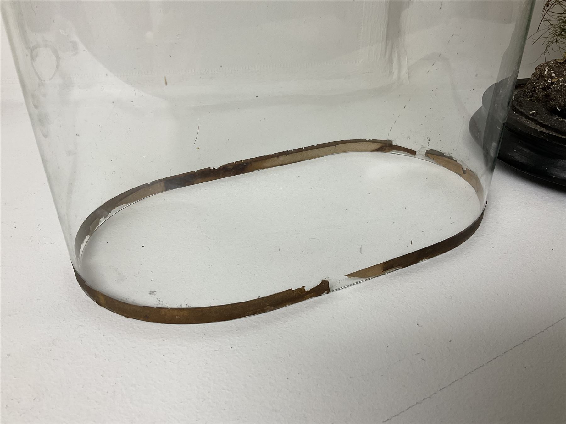 Taxidermy: Victorian cased Red Squirrel (Sciurus vulgaris), full mount holding a hazelnut, upon naturalistic ground, enclosed beneath a period oval glass dome with ebonised base, raised upon four bun feet H44cm D15cm W24cm