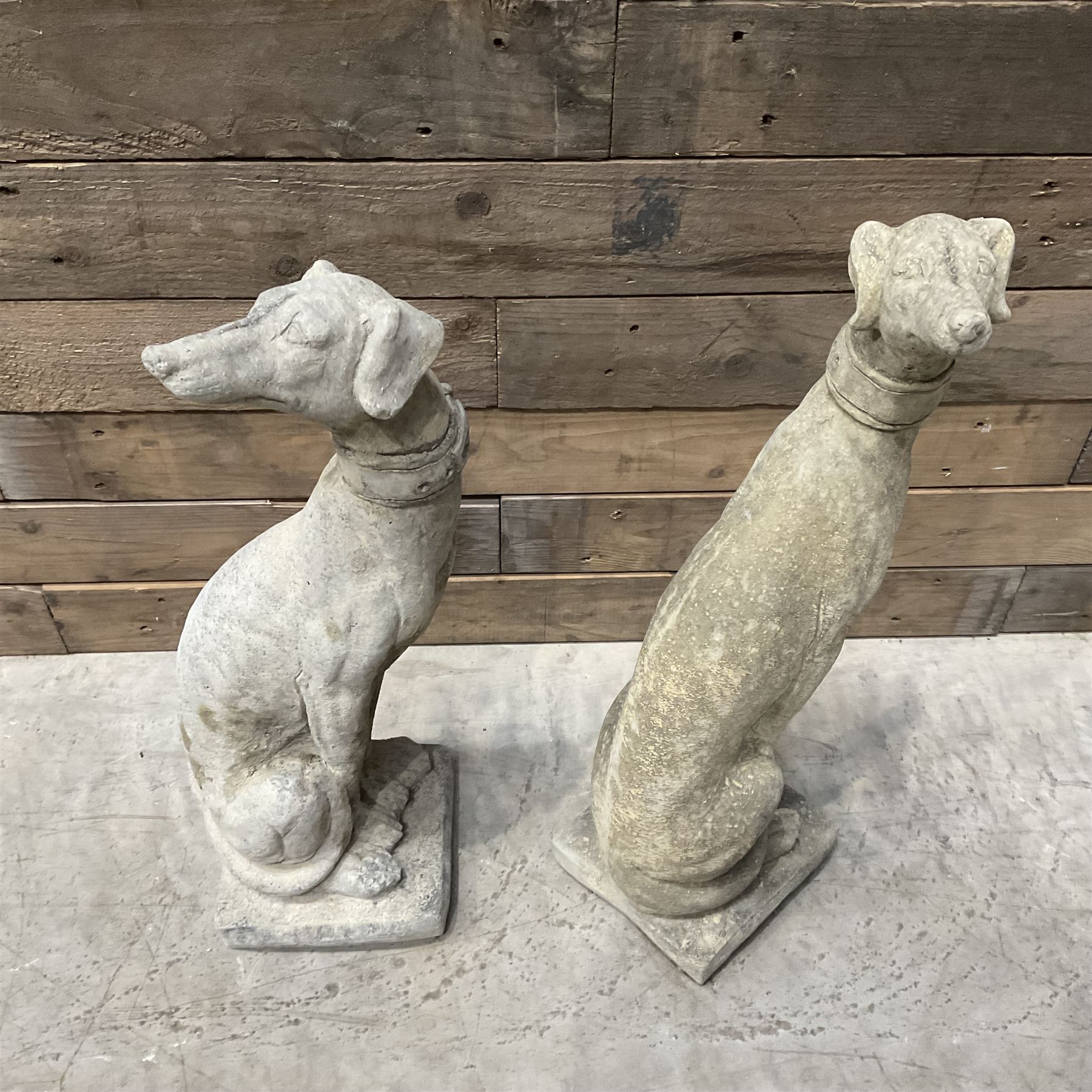 Pair of small cast stone seated Whippets with collars, on square plinths