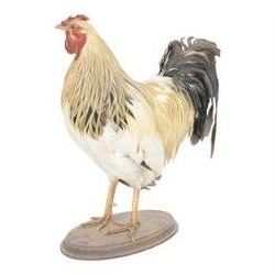 Taxidermy: Cockerel (Gallus gallus domesticus), full adult mount with head turning slightly to the right, on open display, together with taxidermy Pheasant (Phasianus colchicus), full adult male mount on open display, cockerel H43cm 