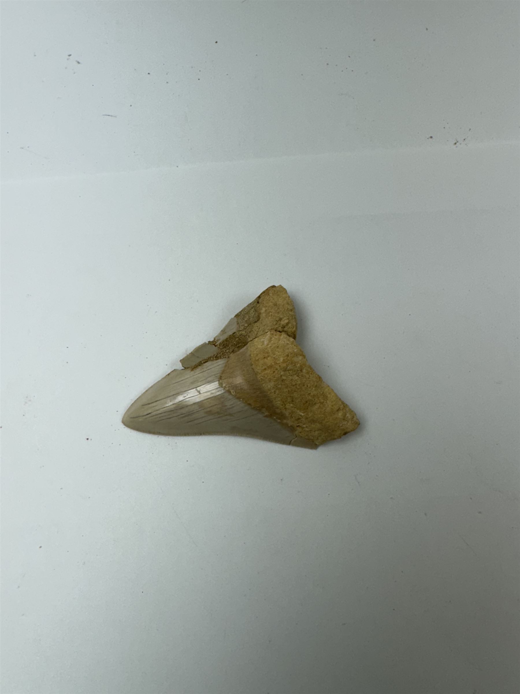 Megalodon (Otodus Megalodon) tooth fossil, with fine serrations, age; Miocene period location; Java, Indonisia, H9cm, W7cm 
Notes; Believed to have grown as large as 18 metres, the Megalodon was the largest shark and one of the most dominant marine predators ever to have existed. It roamed the ancient seas for around 20 million years until their extinction around 3.6 million years ago. Megalodon teeth vary in colour and ton. influenced and coloured over the millennia by the conditions in which they are preserved