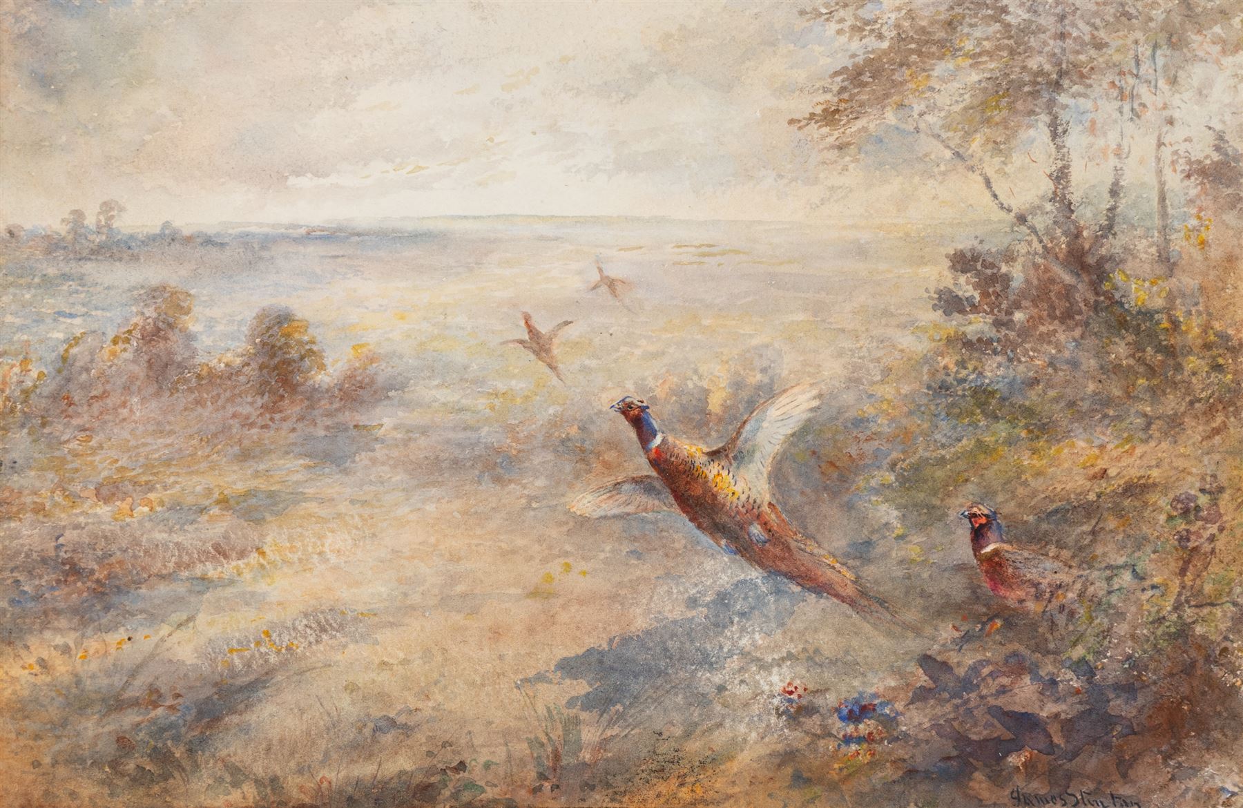 James Stinton (British 1870-1961): Pheasants Breaking Cover, watercolour signed 17cm x 26cm