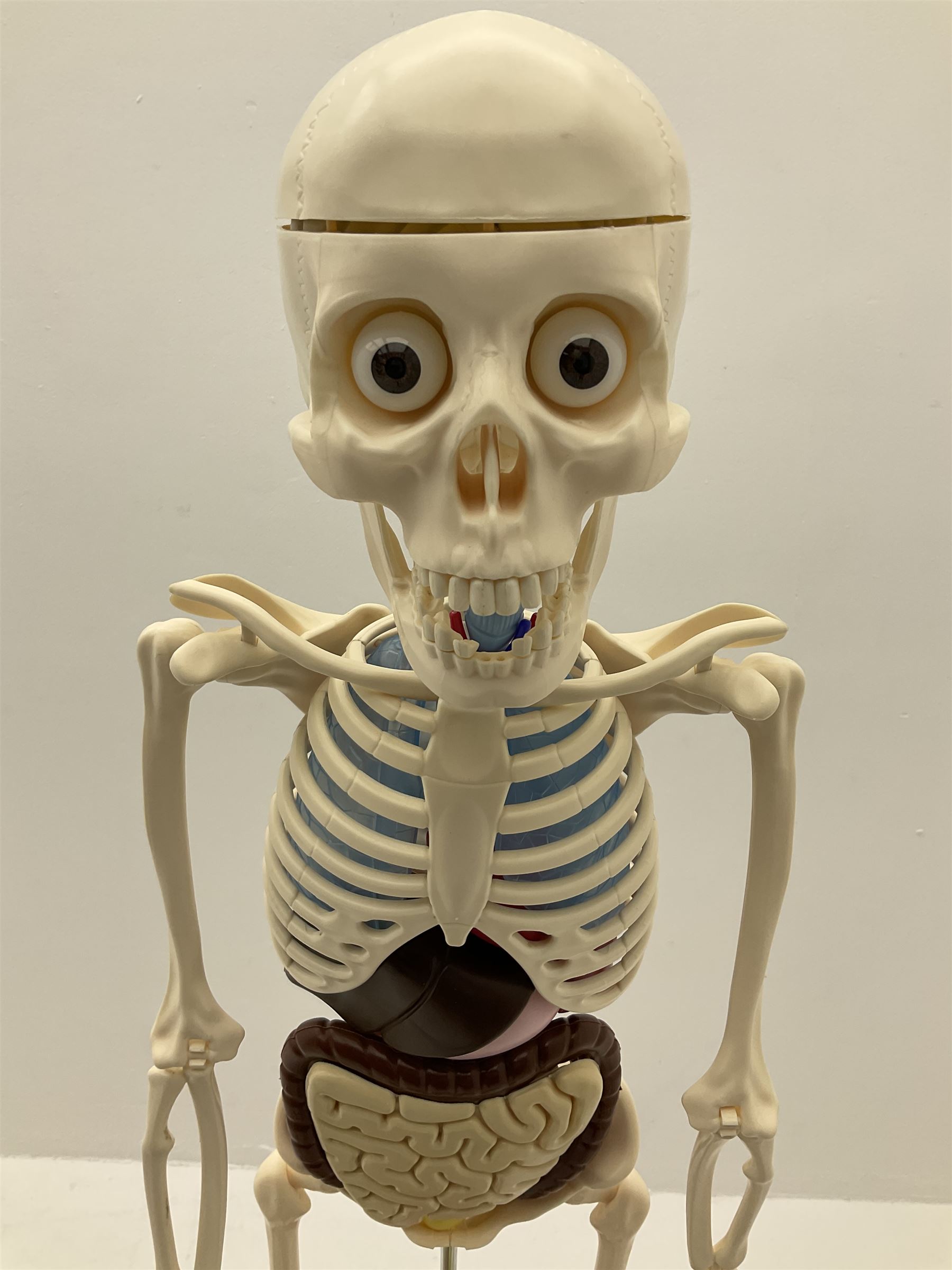 Billie Bones anatomy skeleton with set of magazines volume one to thirty four, skeleton H120cm. 