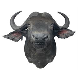 Taxidermy: African Cape Buffalo (Syncerus Caffer Caffer), adult male shoulder mount looking straight ahead, D120cm 