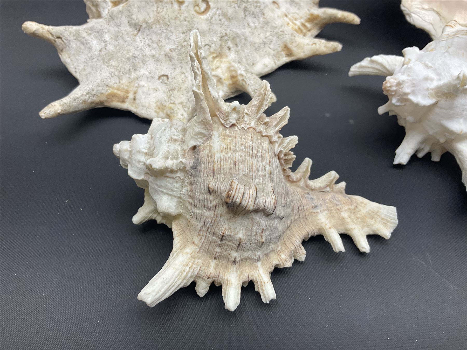 Conchology: selection of conch shells, to include horned examples, largest H17cm, L24cm