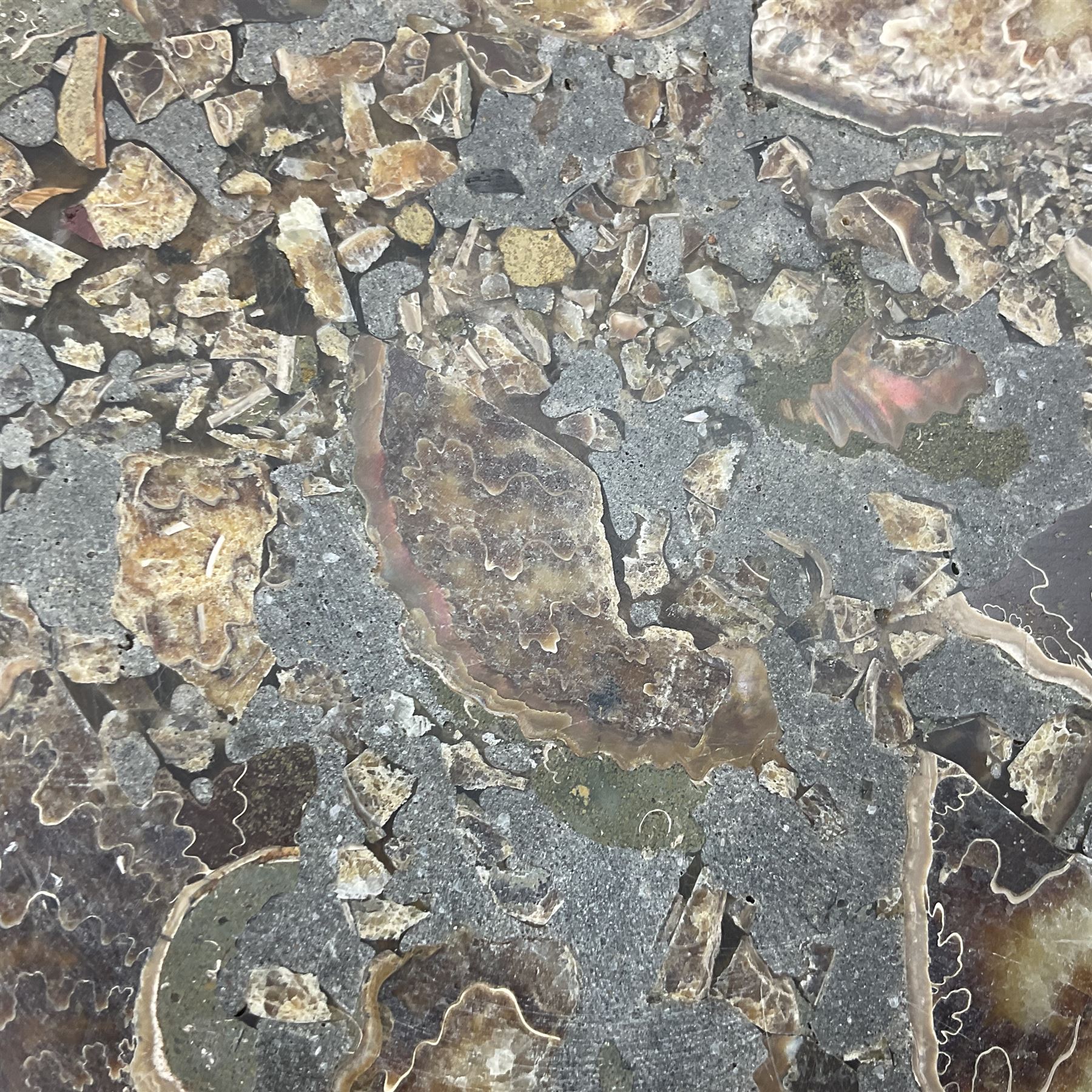 Polished ammonite plate, formed of individual ammonites, age: Jurassic period, D28cm