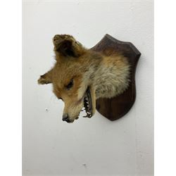 Taxidermy; Red fox mask (Vulpes vulpes), an adult head mount looking straight ahead, with mouth open bearing teeth, mounted upon a oak shield, H30cm 