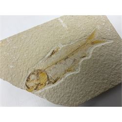 Three fossilised fish (Knightia alta) two in a single matrix, the other in an individual maxtrix, age; Eocene period, location; Green River Formation, Wyoming, USA, largest matrix H9cm, L15cm