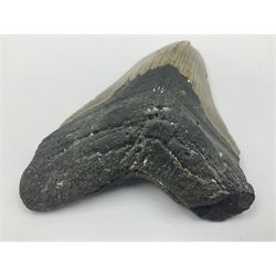 Megalodon (Otodus Megalodon) tooth fossil, age; Miocene period, H11cm, W9cm