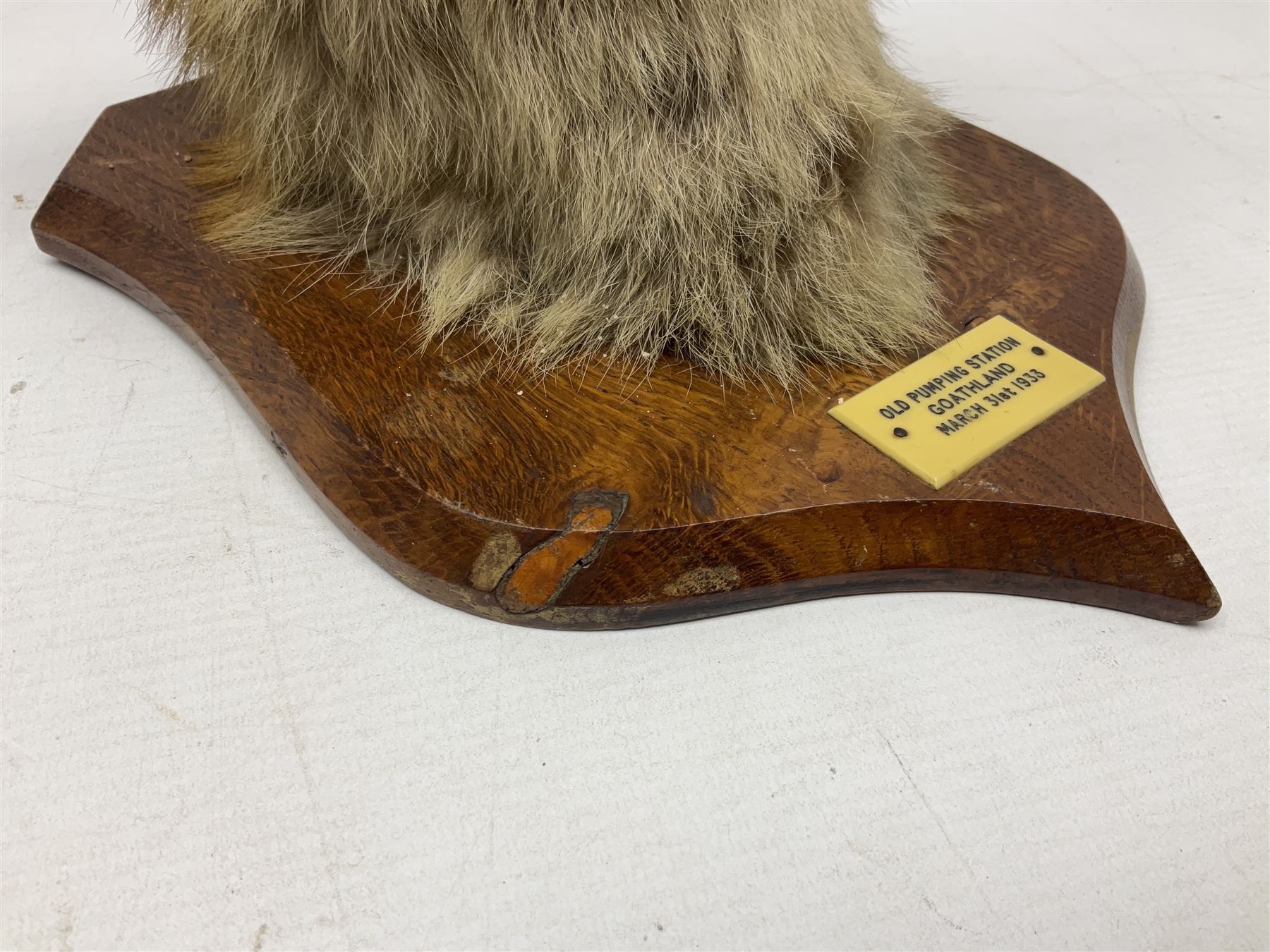 Taxidermy; Red Fox Mask (Vulpes vulpes) by Peter Spicer & Sons, Leamington, head turned to the left in snarling pose on oak shield with plaque 'Old Pumping Station Goathland March 31st 1933'
