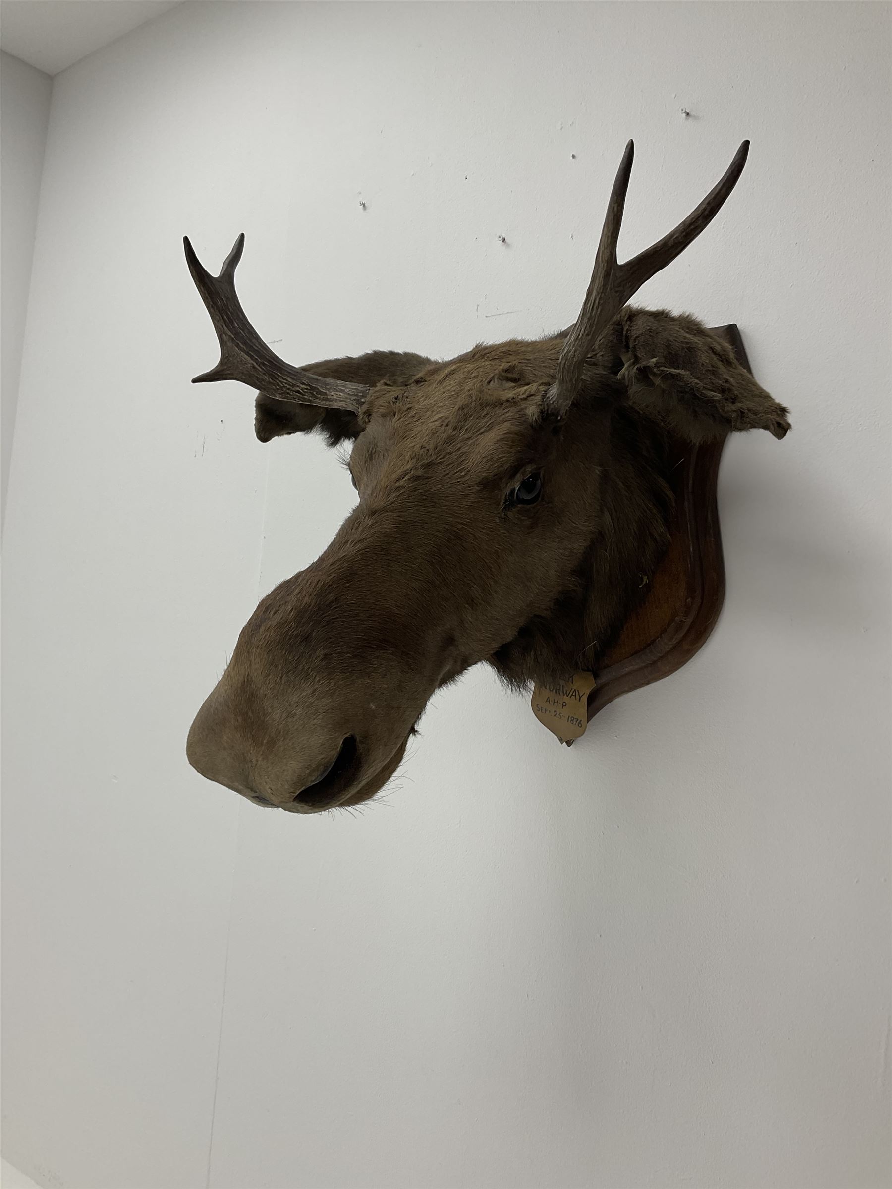 Taxidermy: European Moose (Alces alces), circa September 25th 1876, Norway, young adult male head mount looking straight ahead, mounted upon a wooden double shield, bearing copper shield 'Elk, Norway, A.H.P, Sept 25th 1876'', mount H54.5cm W42.5m, this moose is from the historical collection at Hodnet Hall in Shropshire, home of the Heber family for generations.