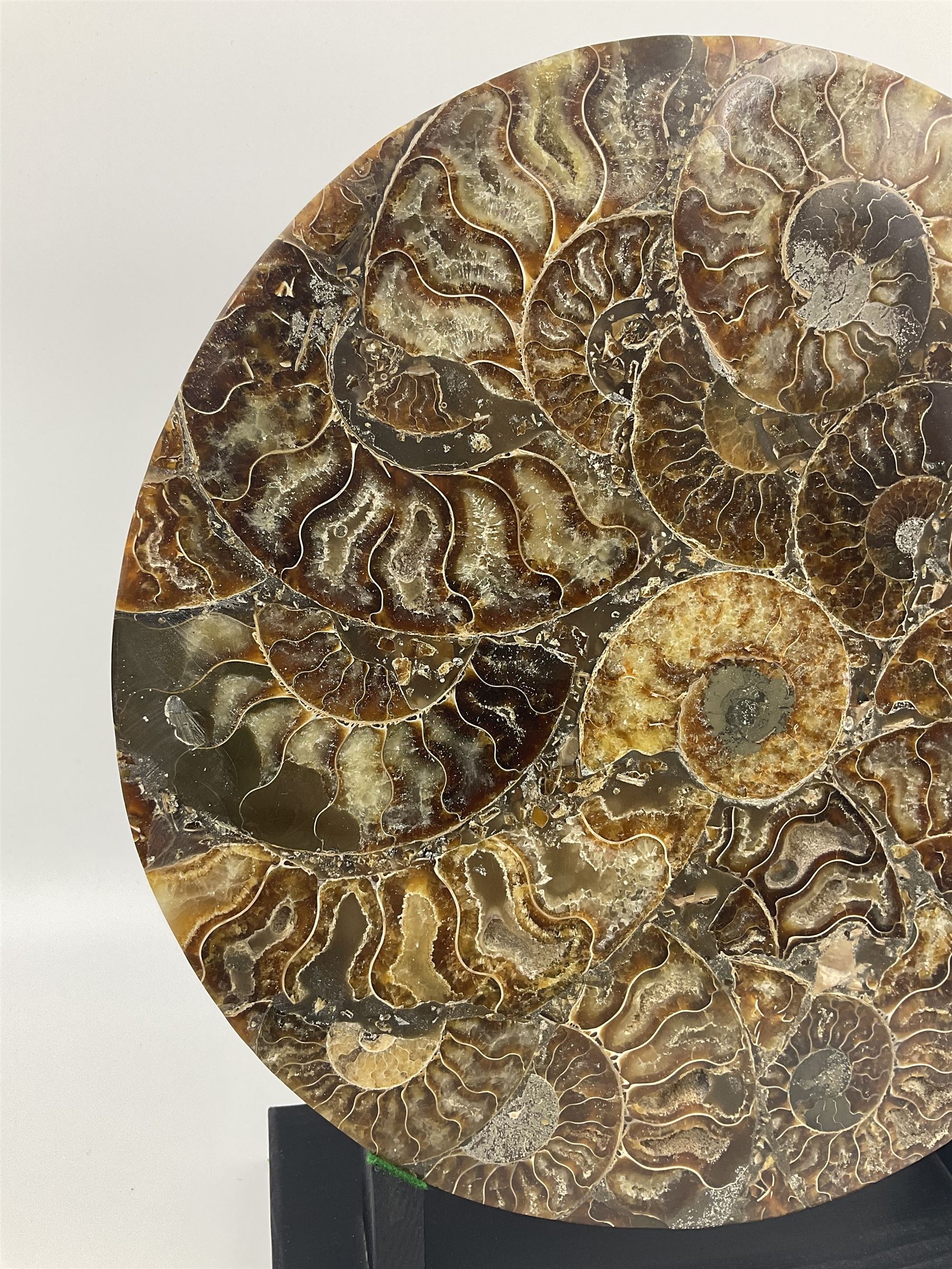 Polished ammonite plate, formed of individual ammonites age; Jurassic period, upon an ebonised stand, D27cm