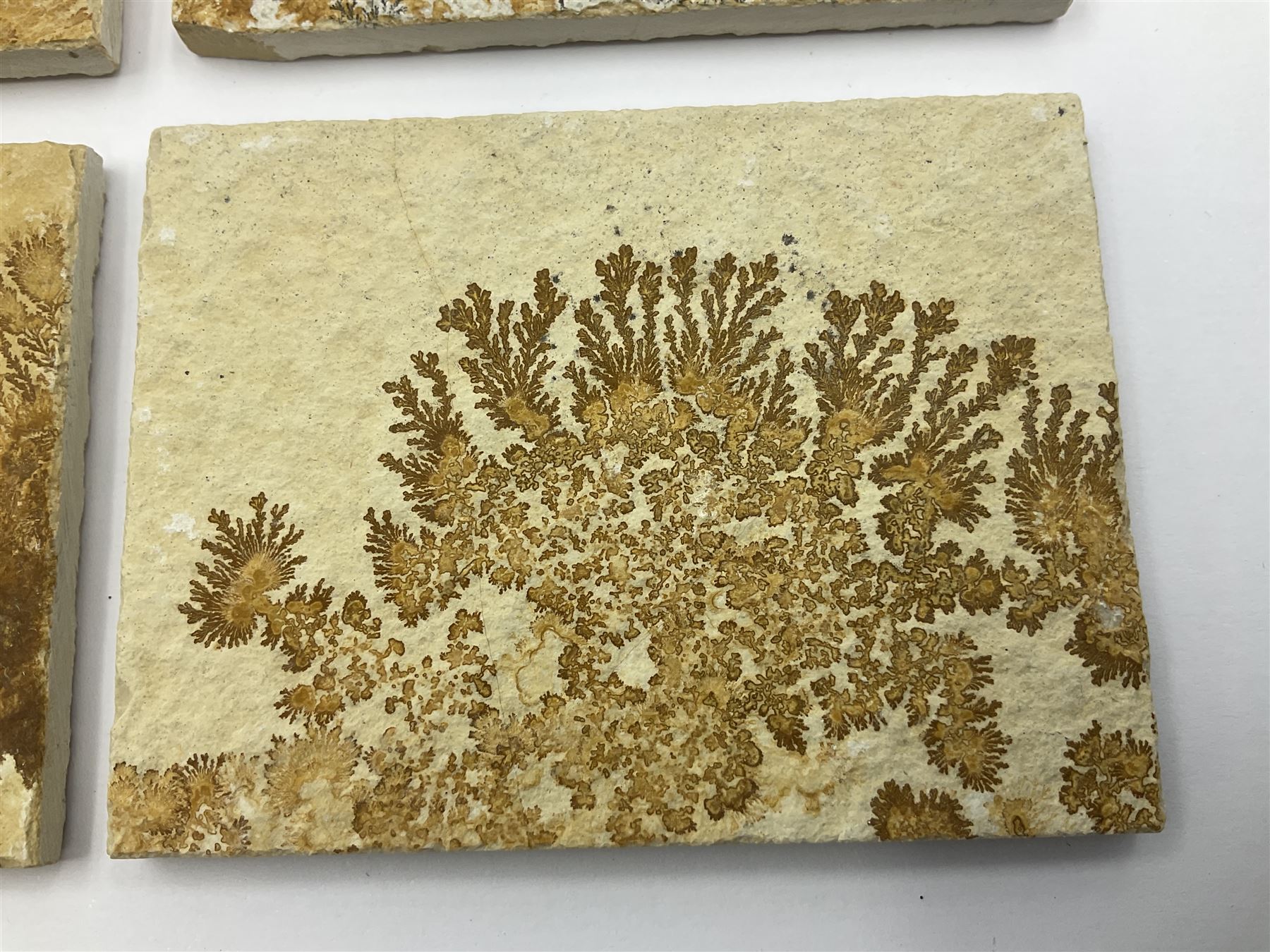 Six dendrite crystals each in an individual sandstone plaque, each plaque H6cm, L8cm